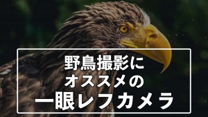 野鳥撮影で使いたい おすすめのカメラ 一眼レフ編 35mmの奇跡